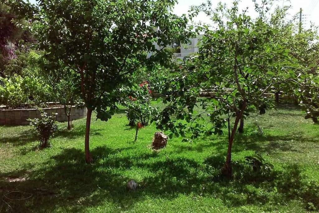 Sunny Garden Studio Atene Esterno foto